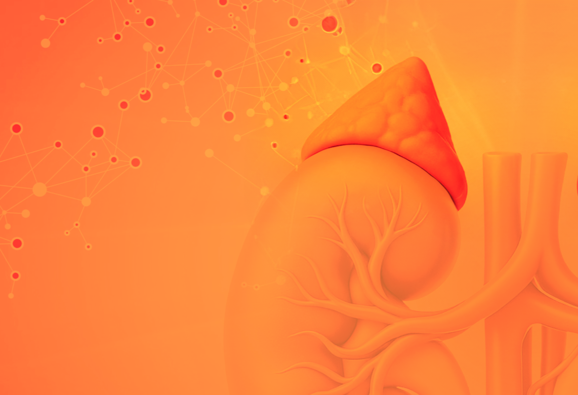 Metabolic cycles in Anti-Age medicine. Pathophysiology of age-related changes.