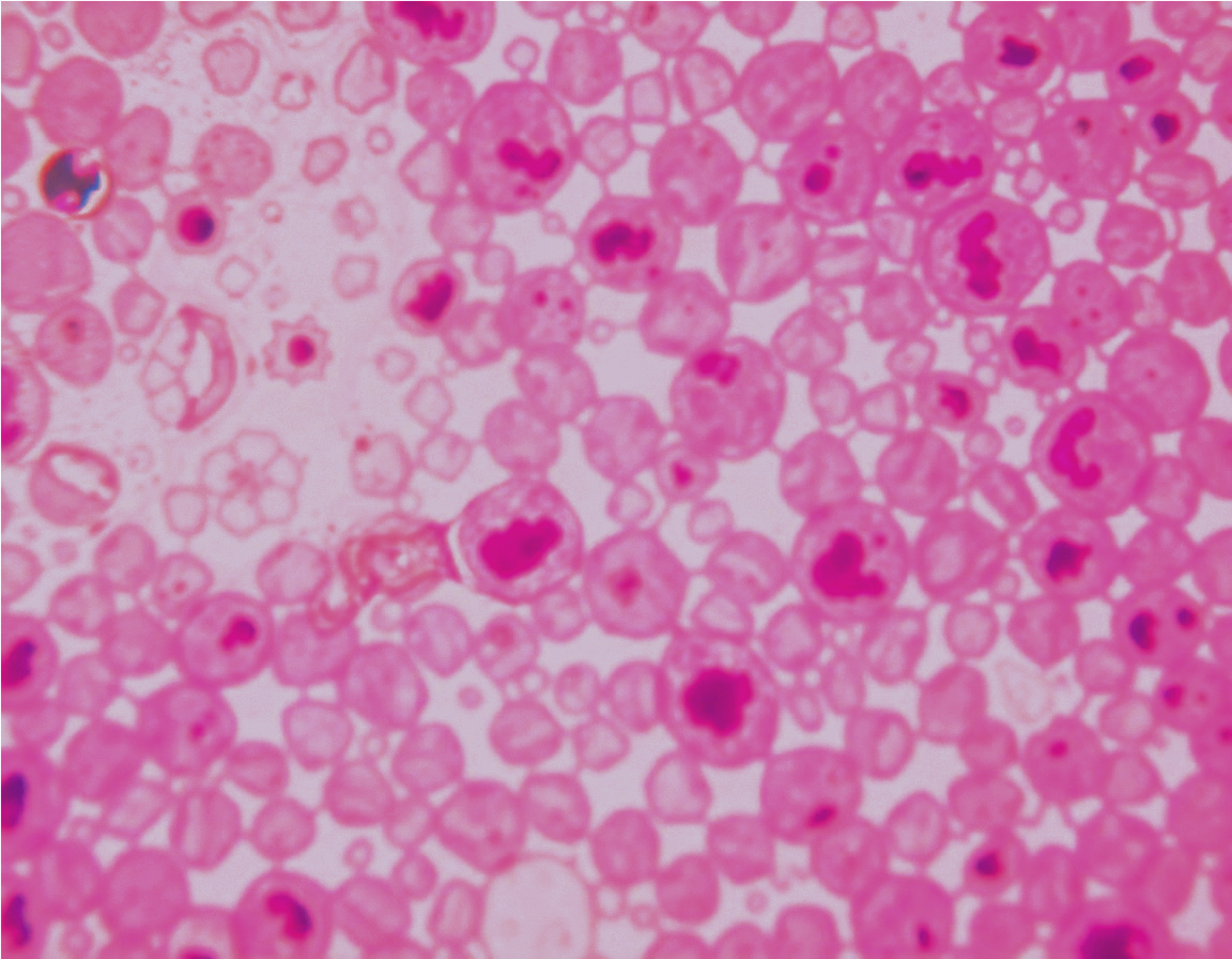 pigment.png pigment.png